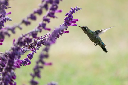 Picaflor comiendo nectar