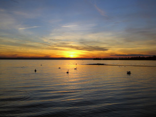 Sunset at the German Bodensee with swans swimming on the lake's surface