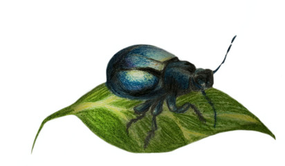 Beetle with leaf