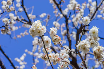 白梅の花