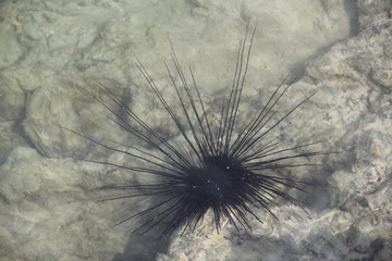 Thailand. Poisonous sea urchin at the bottom of the sea