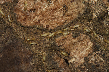 Termite workers tunneling on an old carpet