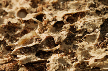 Termite worker over rotten wood tunnels