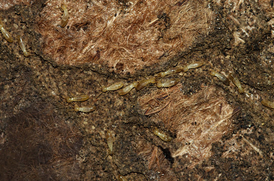 Termite workers tunneling on an old carpet