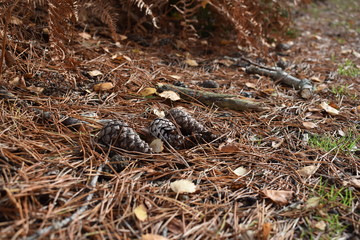 Mushroom and cone