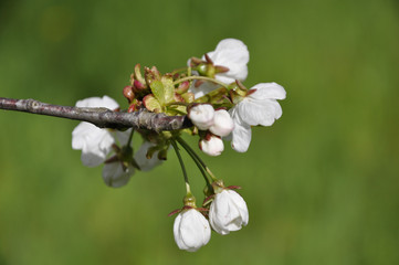 Fototapeta premium ciliegio in fiore