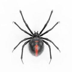 Realistic 3D Render of Black Widow Spider