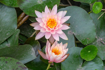 Pink Water Lilies