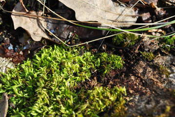 Green moss, oak leaves, grass, close up detail, horizontal background texture