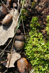 Green moss, oak leaves, last years acorns, grass, close up detail, vertical background texture