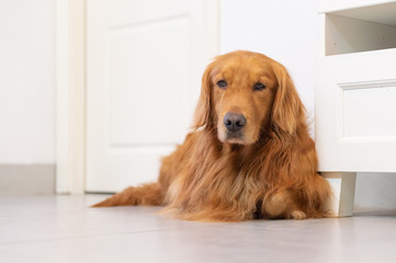 Lovely Golden Retriever