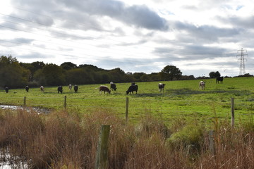 Cows in Holton Heath