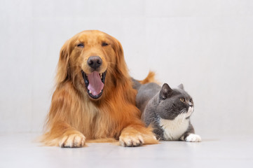 British shorthair cats and Golden Retriever