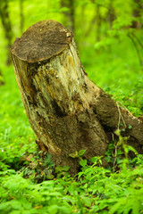 Tree stump in a lush green forest, surrounded by fresh foliage. Nature conservation and preservation.