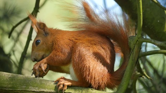 Close up of a red squirrel eating a nut 
