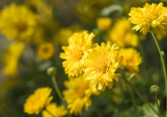 Chrysanthemum flowers bloom in garden