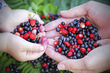Girls holding forest berries in open palms, close up. © daylight917