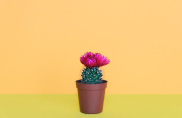 Fototapeta na wymiar Small cactus in a flowerpot on a trendy background.