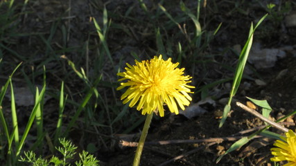 dandelion 2