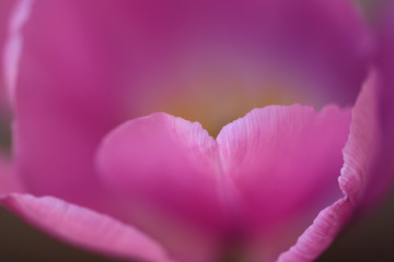 Sweet pink tulip close-up