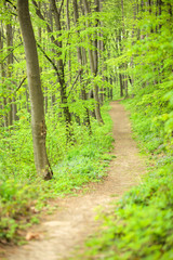 Fototapeta na wymiar Lonely footpath through lush green forest in springtime. Peace and solitude