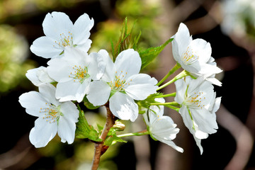大島桜（オオシマザクラ）/葉が出てから花が咲く。食用に成る葉の色が黄緑であるため山桜と区別できる。数千本の中なら最も良い花を咲かせる木を厳選して撮影。