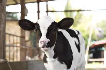 Stoff pro Meter junges schwarz-weißes Kalb auf dem Milchviehbetrieb. Neugeborene Kuh © MsNapaphat