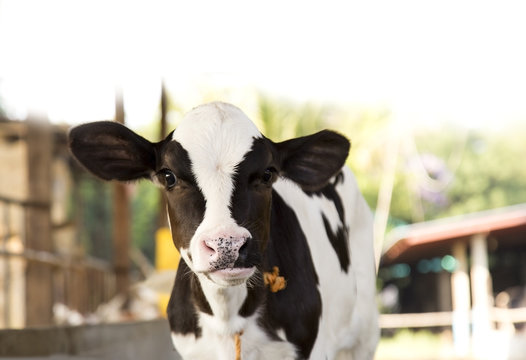 Young Black And White Calf At Dairy Farm. Newborn Baby Cow