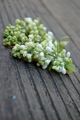 Fliederblüten auf Holz 18