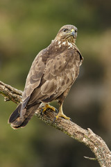 Common Buzzard
