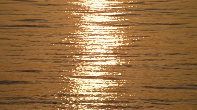 gabbiano in controluce vola sul mare color oro