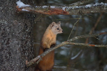 Pine Marten on a tree branch in winter