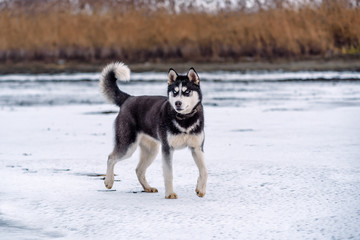 adult husky on the snow