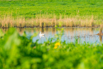 The shore of a lake in sunlight in spring