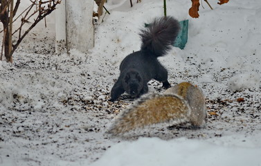Two squirrels fight over bird seed in winter