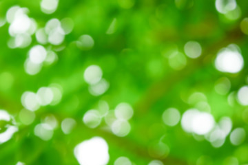 Fototapeta premium Blurred leave with bokeh , Green Leaf With Light Bokeh Background.