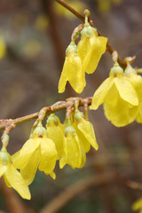 Beautiful Forsythia yellow flowers on bush at springtime