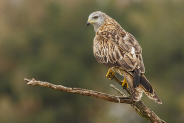Red Kite