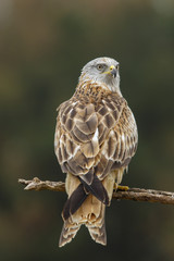 Red Kite