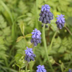 Blue Muscari flowers in the meadow. Springtime background on selective focus