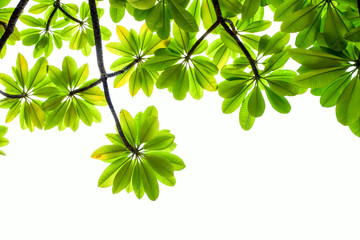 green leaves frame on white background, Leaf on tree isolated on white