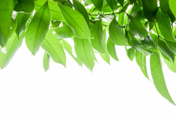 green leaves frame on white background