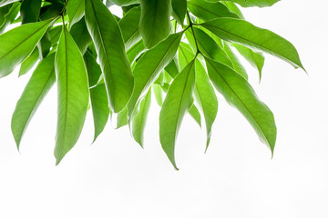 green leaves frame on white background
