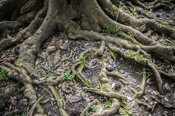 Tree roots background