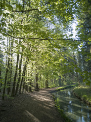 A forest path along a stream is illuminated by sun rays that fall through the green, young beech leaves and reflect in the water