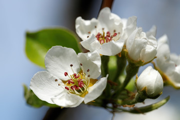 White blossom as first sign of spring, Germany