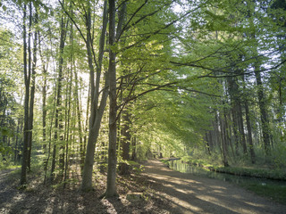 Obraz premium A forest path along a stream is illuminated by sun rays that fall through the green, young beech leaves and reflect in the water