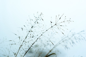 Close up wild  flower background, Colorful flowers grass made with gradient for background Blurred style.postcard.