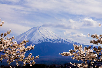 Mount Fuji.Foreground is a cherry blossoms.The shooting location is Lake Kawaguchiko, Yamanashi prefecture Japan.