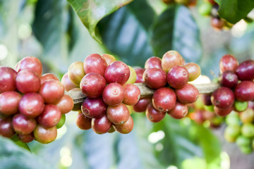 Close up of Red coffee beans on a branch of coffee tree ,Coffee plantation in Chiang rai, Thailand